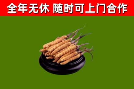 涪陵区回收冬虫夏草