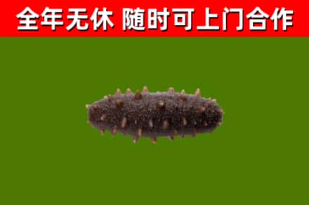涪陵区回收海参干